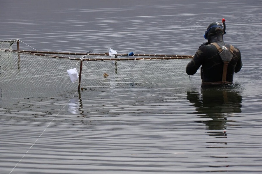 На рыбозаводе Норильска вылупились личинки боганидского гольца