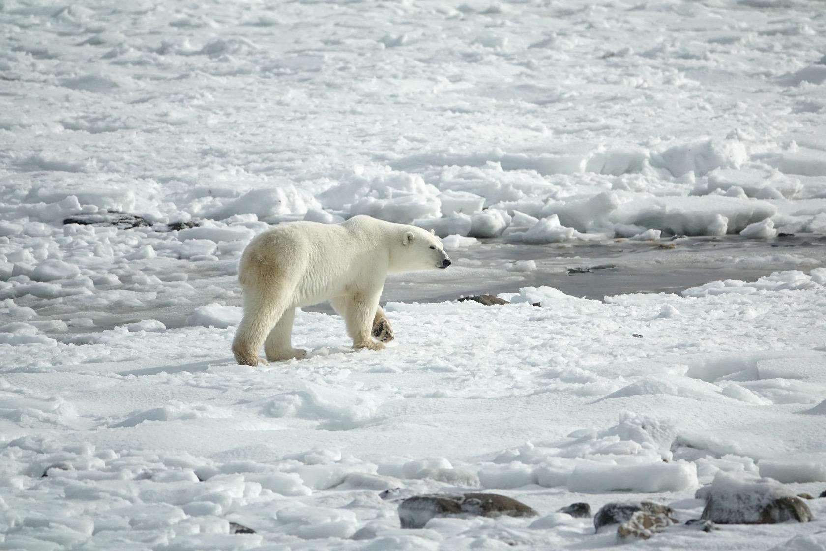В день начала полярного дня по Норильску пройдет белый медведь