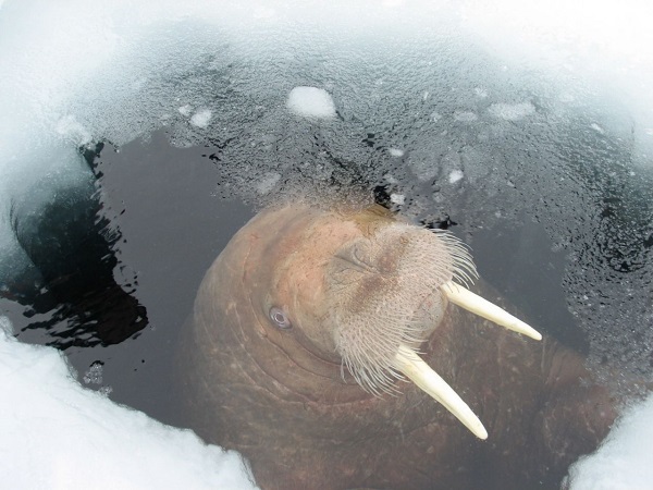 Тихоокеанского моржа занесут в Красную книгу Камчатского края