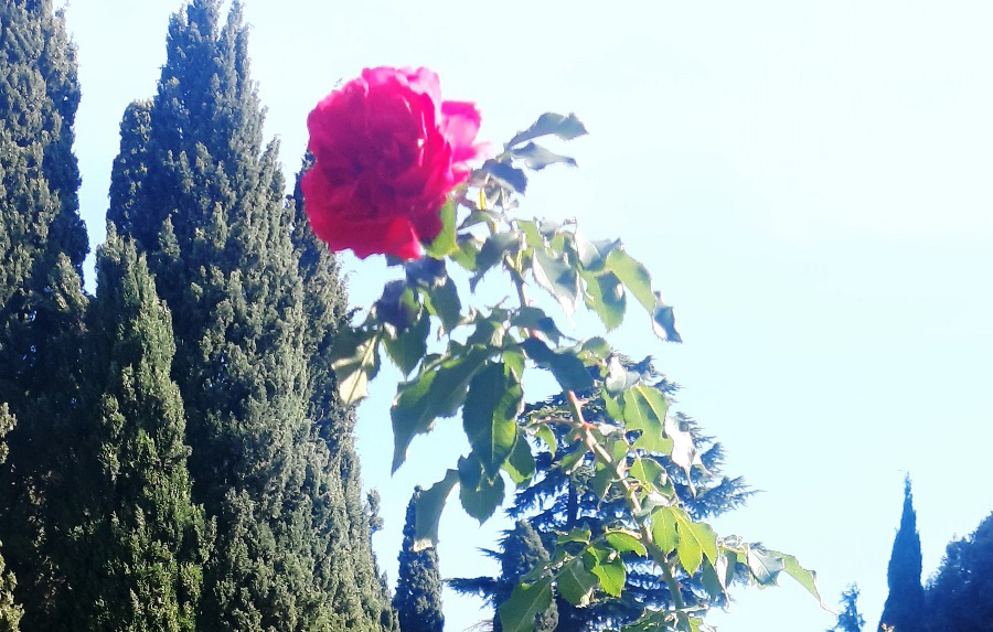 8 тыс кустов роз украсят Симферополь