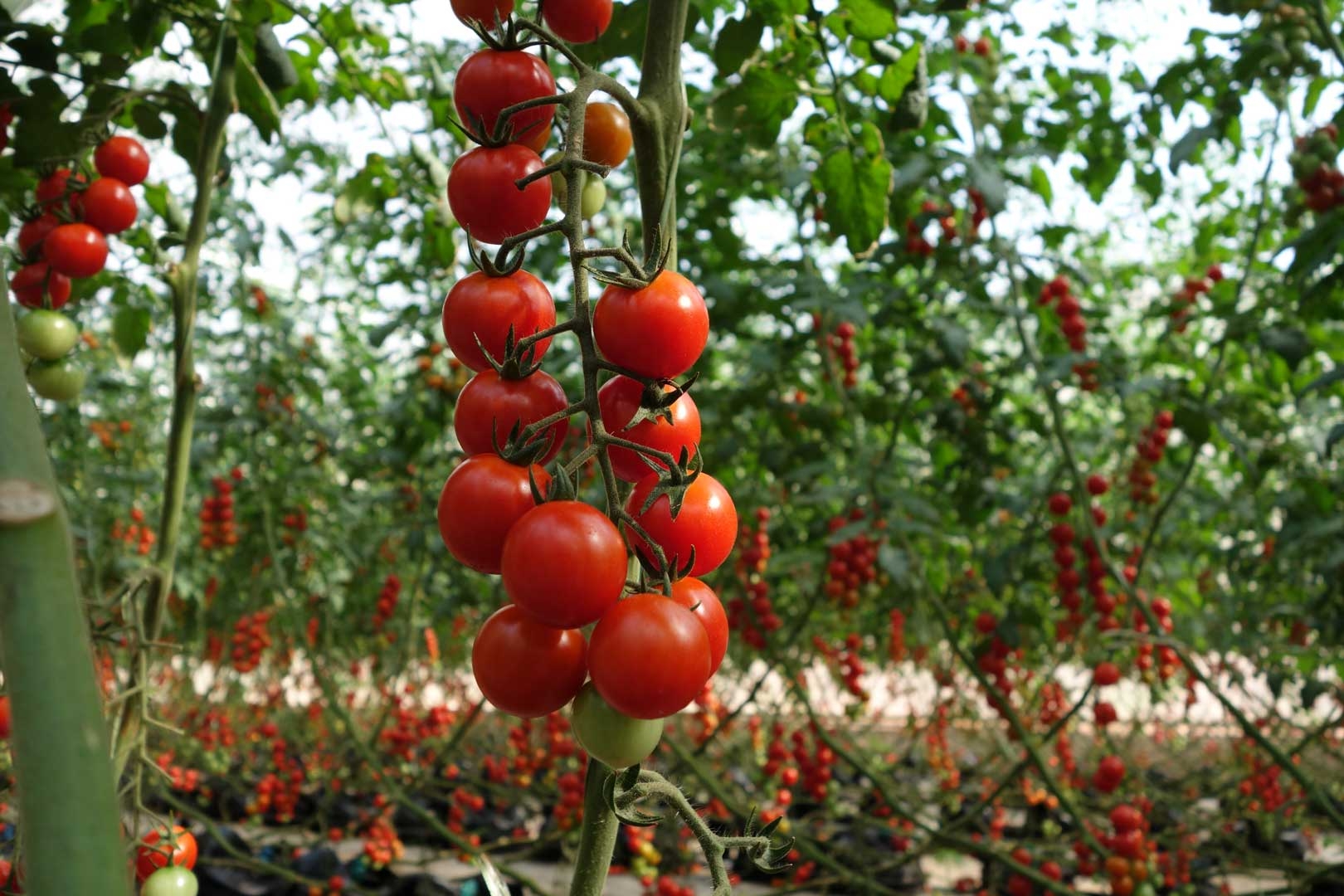 Под Калининградом будут выращивать томаты черри круглый год