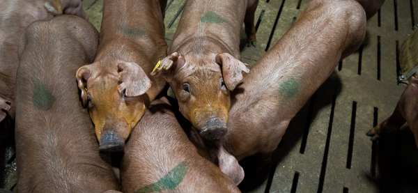 На Белгородский свинокомплекс «Сибагро» завезли первых животных