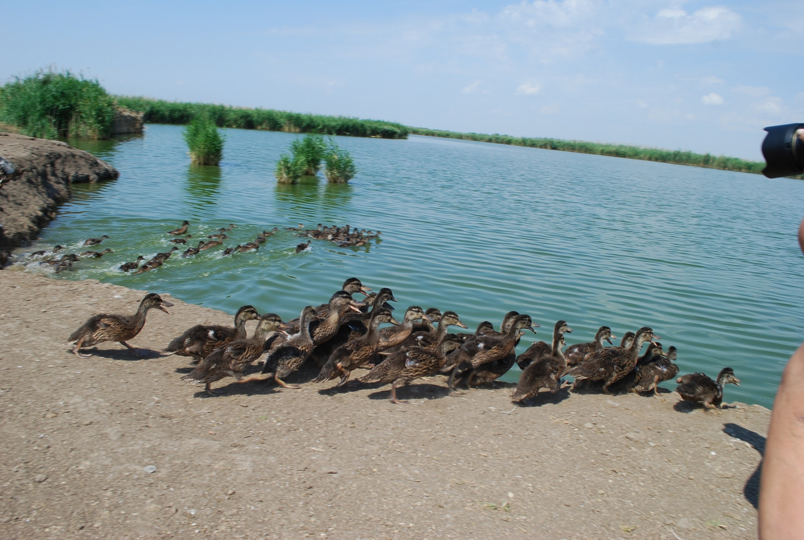 В Веселовское водохранилище выпущено 70 особей серого гуся и 250 особей утки-кряквы