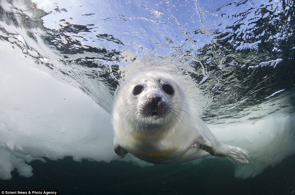 Судьба гренландских тюленей в опасности