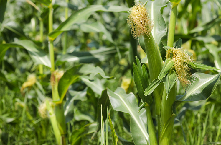 91emam25xjbyla8bwgw5l0rcc7k0ddtb