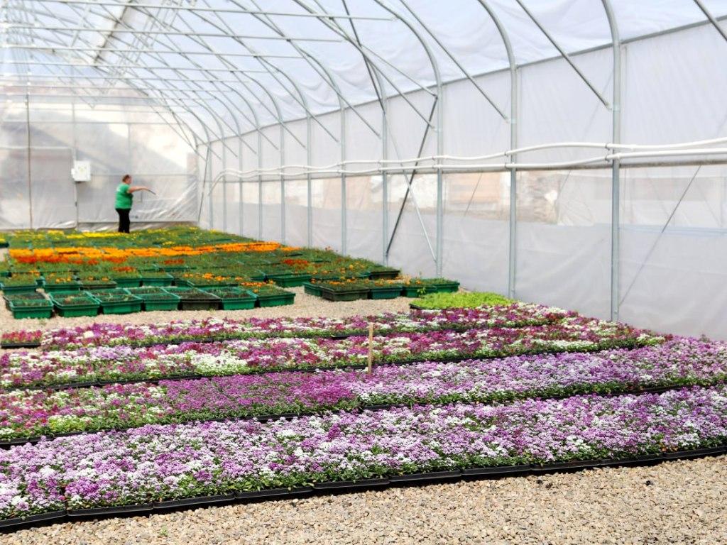 gorzelenkhoz teplitsa ai